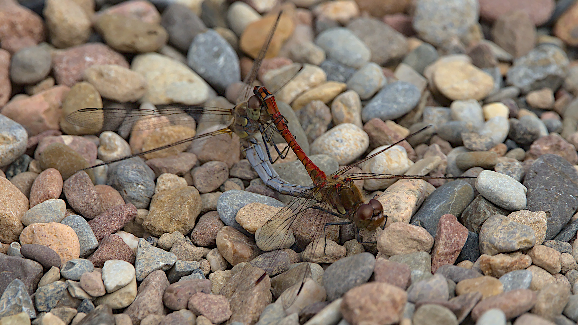 Man meint sie lächeln zu sehen ...